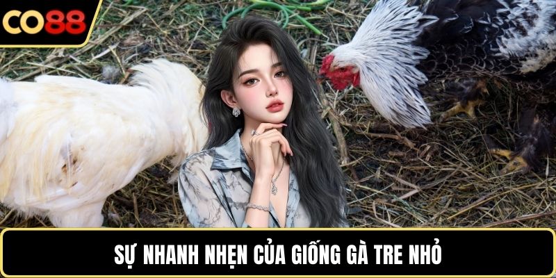 Sự nhanh nhẹn của giống gà tre nhỏ