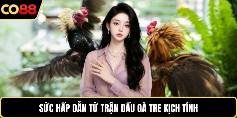 Sức hấp dẫn từ trận đấu gà tre kịch tính