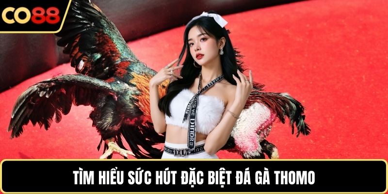 Tìm hiểu sức hút đặc biệt đá gà Thomo